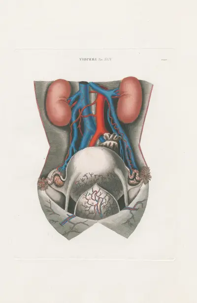 Anatomia Universale Pl.71 av Antonio Serantoni