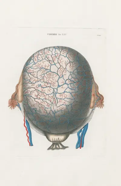 Anatomia Universale Pl.72 av Antonio Serantoni