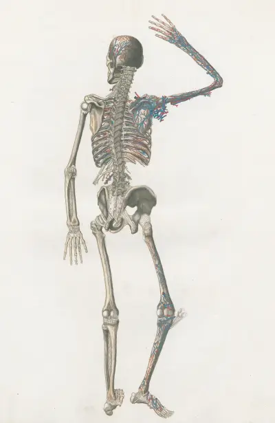 Anatomia Universale Pl.73 av Antonio Serantoni