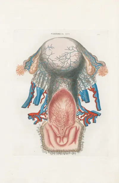 Anatomia Universale Pl.74 av Antonio Serantoni