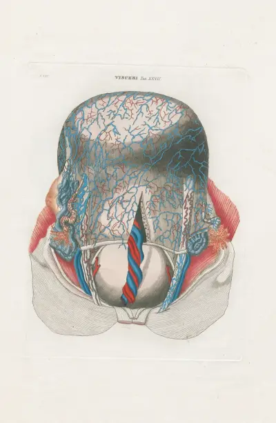 Anatomia Universale Pl.75 av Antonio Serantoni