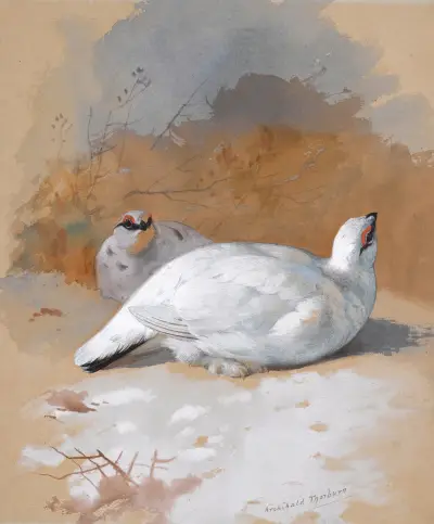 A brace Of Ptarmigan In The Snow av Archibald Thorburn