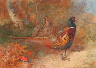 Tupp och höna av fasan av Archibald Thorburn