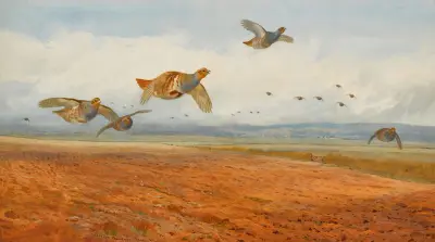 En flock gråa rapphöns i flykt av Archibald Thorburn