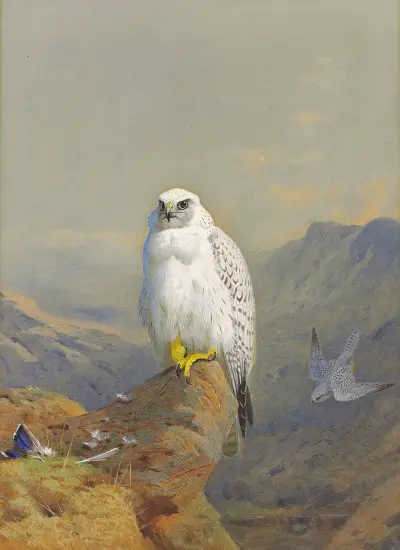 En grönlandsfalk på en klippavsats av Archibald Thorburn