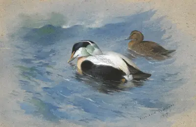 Ett par ejdrar av Archibald Thorburn