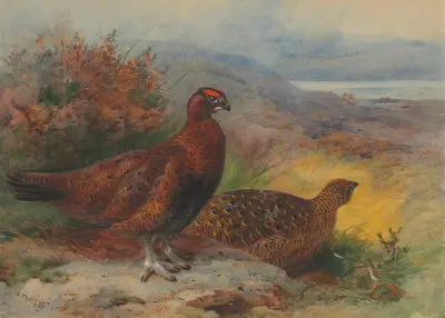 Ett par röda ripor i ett landskap av Archibald Thorburn