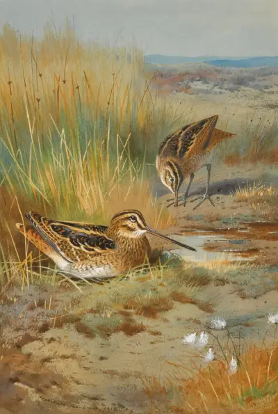 Ett par beckasiner (Gallinago Gallinago) av Archibald Thorburn