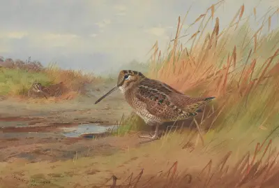 En morkulla av Archibald Thorburn