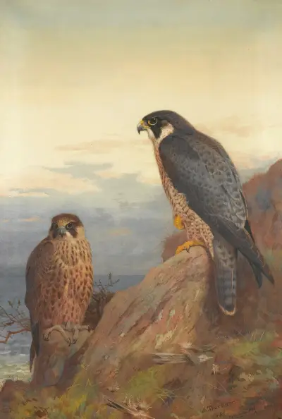 En vuxen och en ungfågel av pilgrimsfalk av Archibald Thorburn