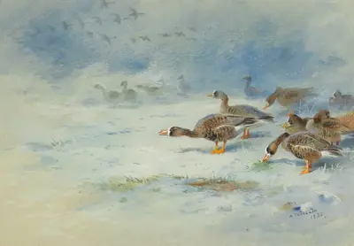 Vitkindade gäss av Archibald Thorburn