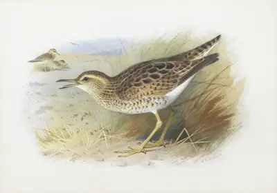 Bartram’s Plover av Archibald Thorburn