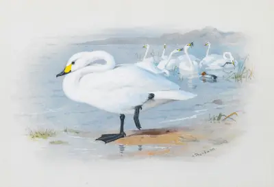 Sångsvan av Archibald Thorburn