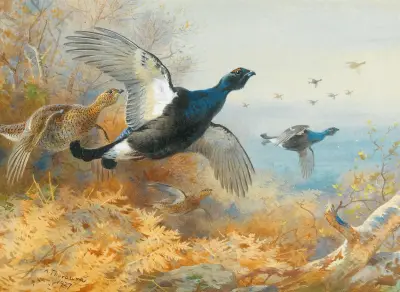 Blackcock Forward av Archibald Thorburn