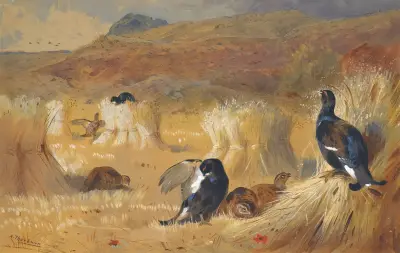 Blackcock In A Field av Archibald Thorburn