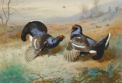 Blackcocks At The Lek av Archibald Thorburn