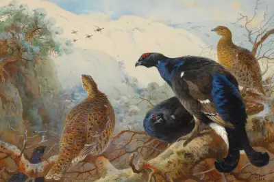 Tetřívci, Archibald Thorburn