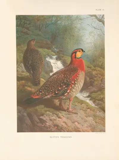 Blyths tragopan (Tragopan blythi blythi) av Archibald Thorburn