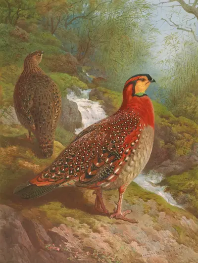 Blyth’s Tragopan av Archibald Thorburn