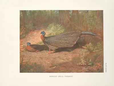 Bornean Argus Pheasant (Argusianus grayi). av Archibald Thorburn