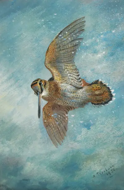 Fångad i en snöstorm, morkulla av Archibald Thorburn