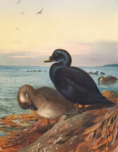 Common Scoter av Archibald Thorburn