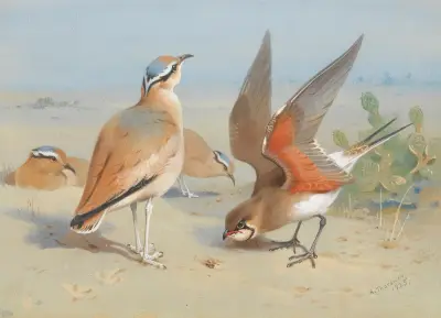 Cream Coloured Courser And Pratincole av Archibald Thorburn