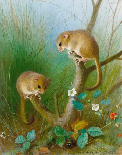 Dormice av Archibald Thorburn