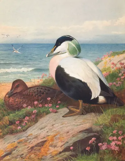Eider Duck av Archibald Thorburn