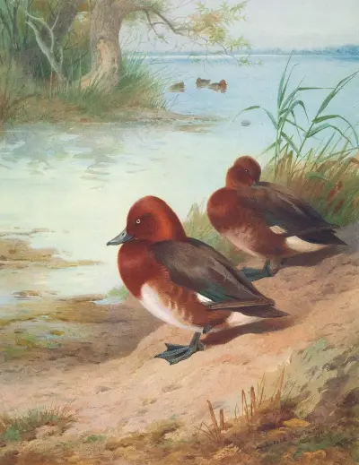 Ferruginous Duck av Archibald Thorburn