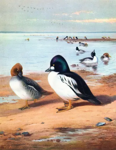 Golden-Eye av Archibald Thorburn