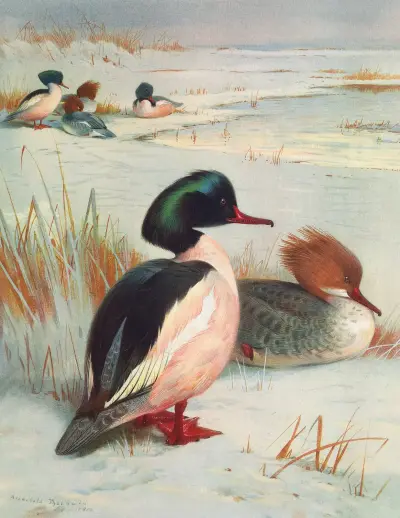 Goosander av Archibald Thorburn