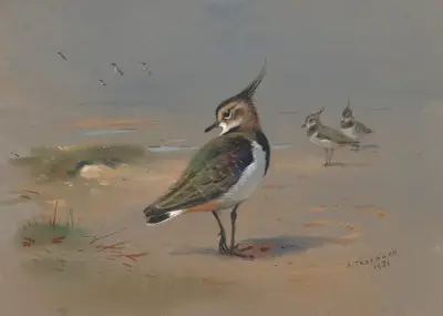 Green Plovers av Archibald Thorburn