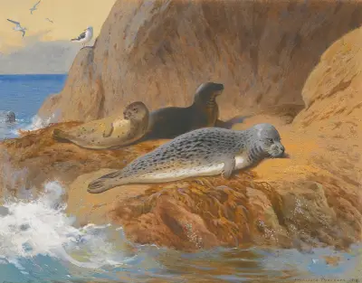 Gråsälar och knubbsälar i vila av Archibald Thorburn