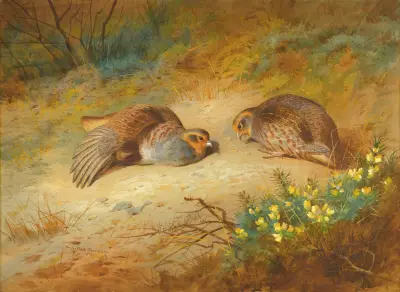Grå rapphöna av Archibald Thorburn
