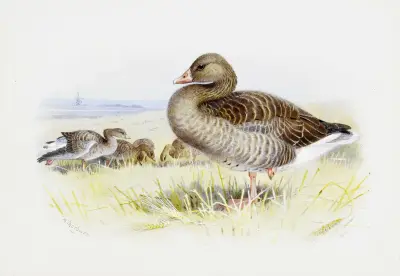 Grågås av Archibald Thorburn