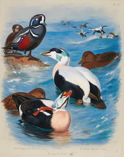 Harlequin And Eider Ducks av Archibald Thorburn