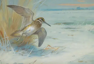 Enkelbeckasin i flykt av Archibald Thorburn