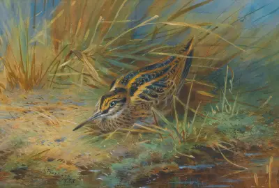 Jack Snipe av Archibald Thorburn