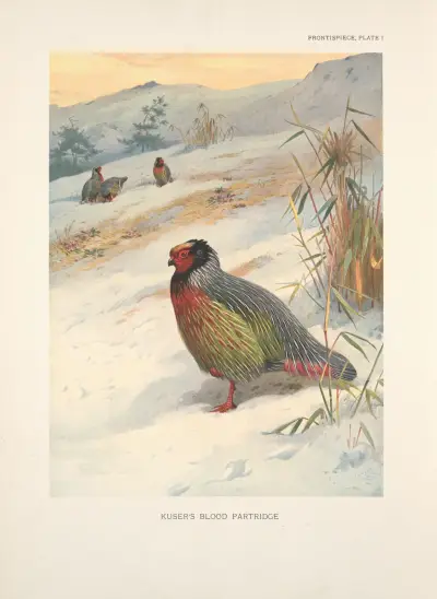 Kusers Rothuhn (Ithagenes kuseri) von Archibald Thorburn