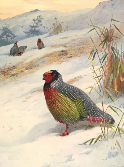 Kuser’s Blood Partridge av Archibald Thorburn