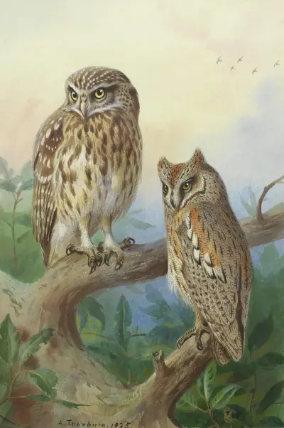 Minervauggla och dvärguv av Archibald Thorburn