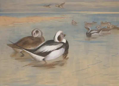 Alförrädare av Archibald Thorburn