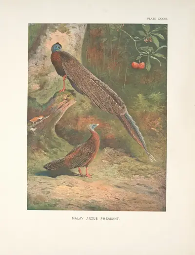Malay Argus Pheasant (Argusianus argus). av Archibald Thorburn