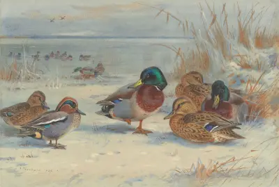 Mallard and teal in the snow av Archibald Thorburn