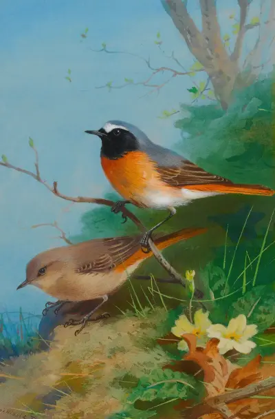 Ett par rödstjärtar av Archibald Thorburn