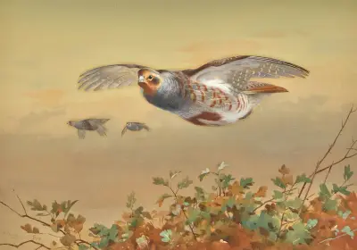 Partridge In Flight av Archibald Thorburn