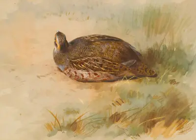 Rapphöna av Archibald Thorburn