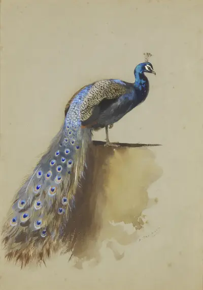 Peacock av Archibald Thorburn