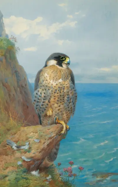 Peregrine At Auchencairn av Archibald Thorburn